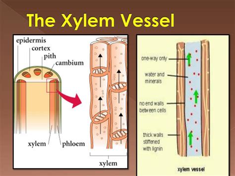 xylem vessel structure